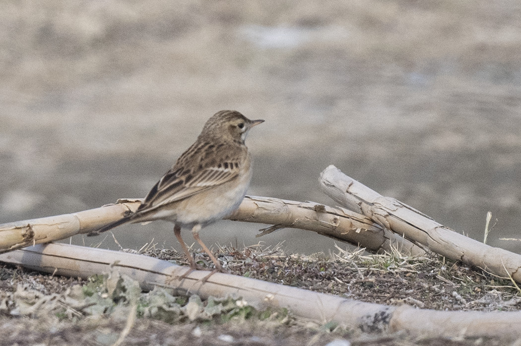 Blyth's Pipit